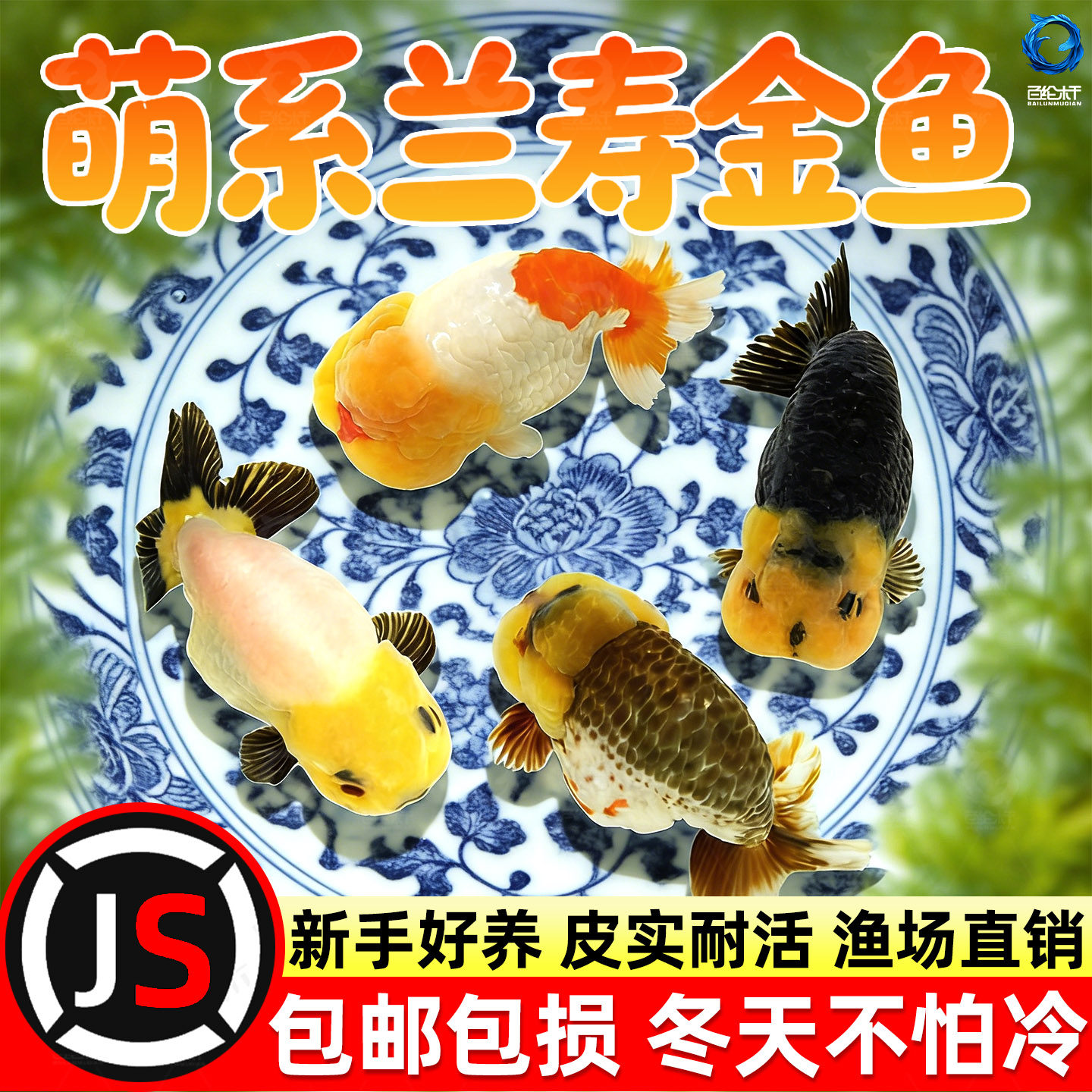 精品兰寿金鱼潘氏奶牛国粹金鱼观赏鱼包活好养兰寿活鱼苗水墨玉兔,宠物/宠物食品及用品,鱼,淘宝优惠券,粉丝福利购,淘宝优惠卷