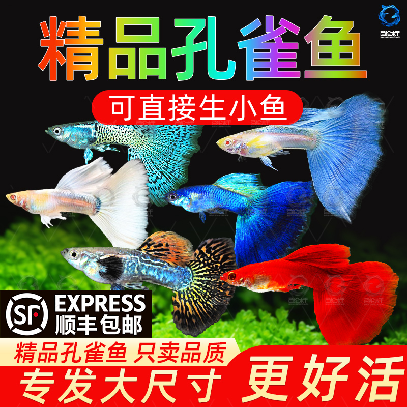顺丰孔雀鱼热带鱼观赏活鱼苗精品小型淡水好养耐活金鱼斑马凤尾鱼