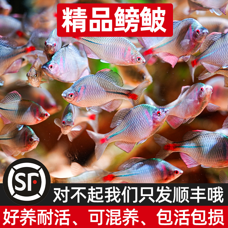 顺丰七彩高体鳑鲏原生活鱼好养耐活淡水冷水观赏鱼溪流缸造景旁皮
