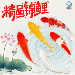 顺丰锦鲤鱼活鱼观赏鱼纯种鱼大型红白冷水淡水好养耐活金鱼草金鱼