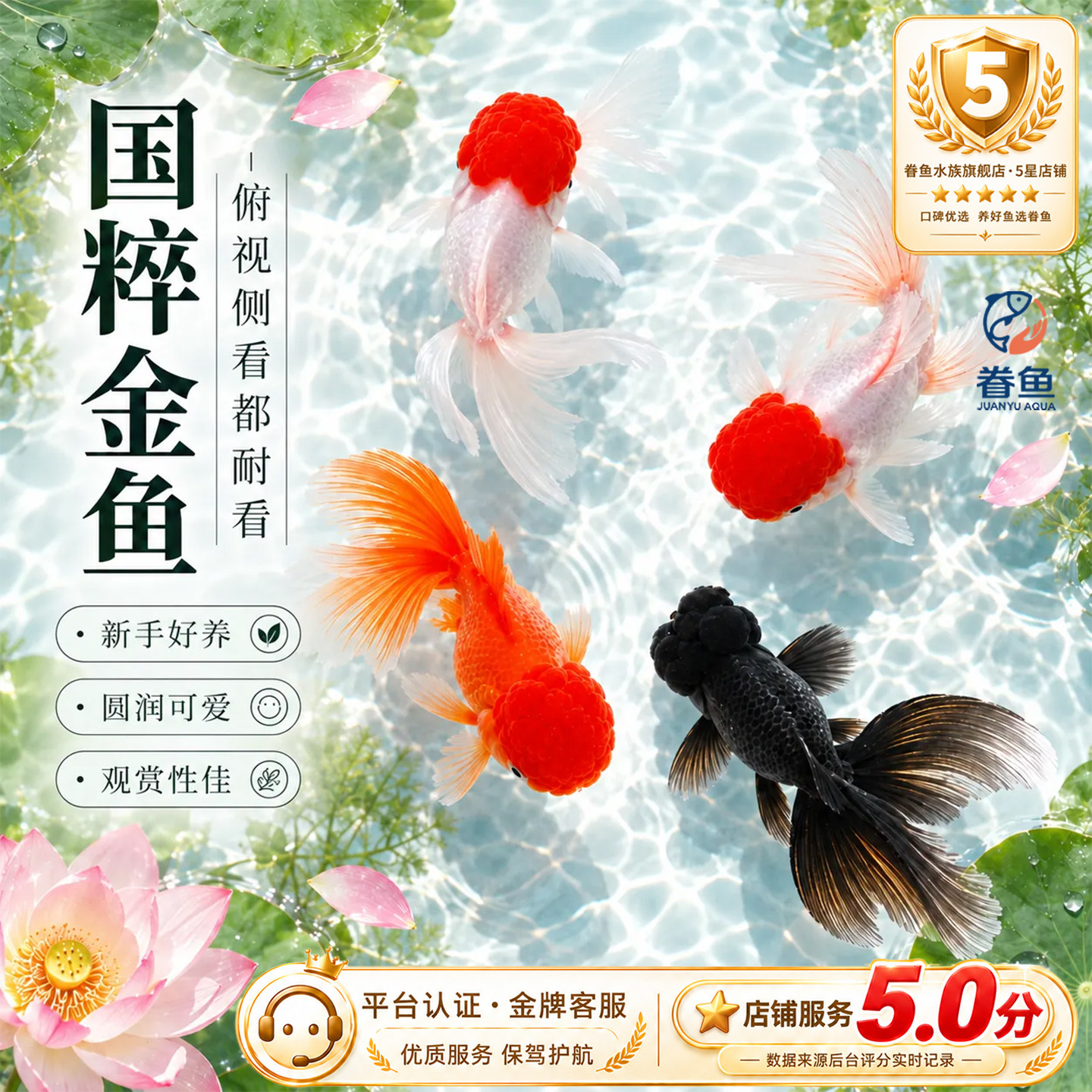 鹤顶红金鱼活鱼观赏鱼小型淡水冷水鱼苗自来水好养耐活鸿运当头鱼
