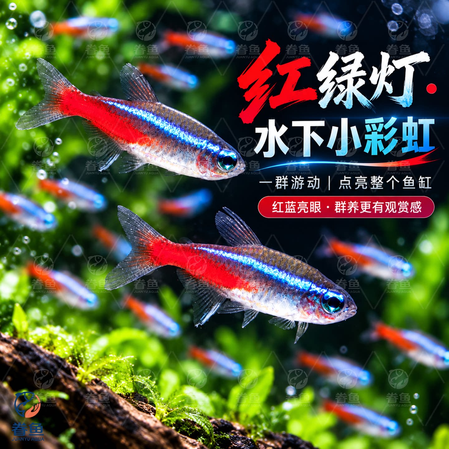 红绿灯鱼观赏鱼小型灯科鱼热带鱼淡水鱼宝莲灯鱼活体鱼群游鱼包邮