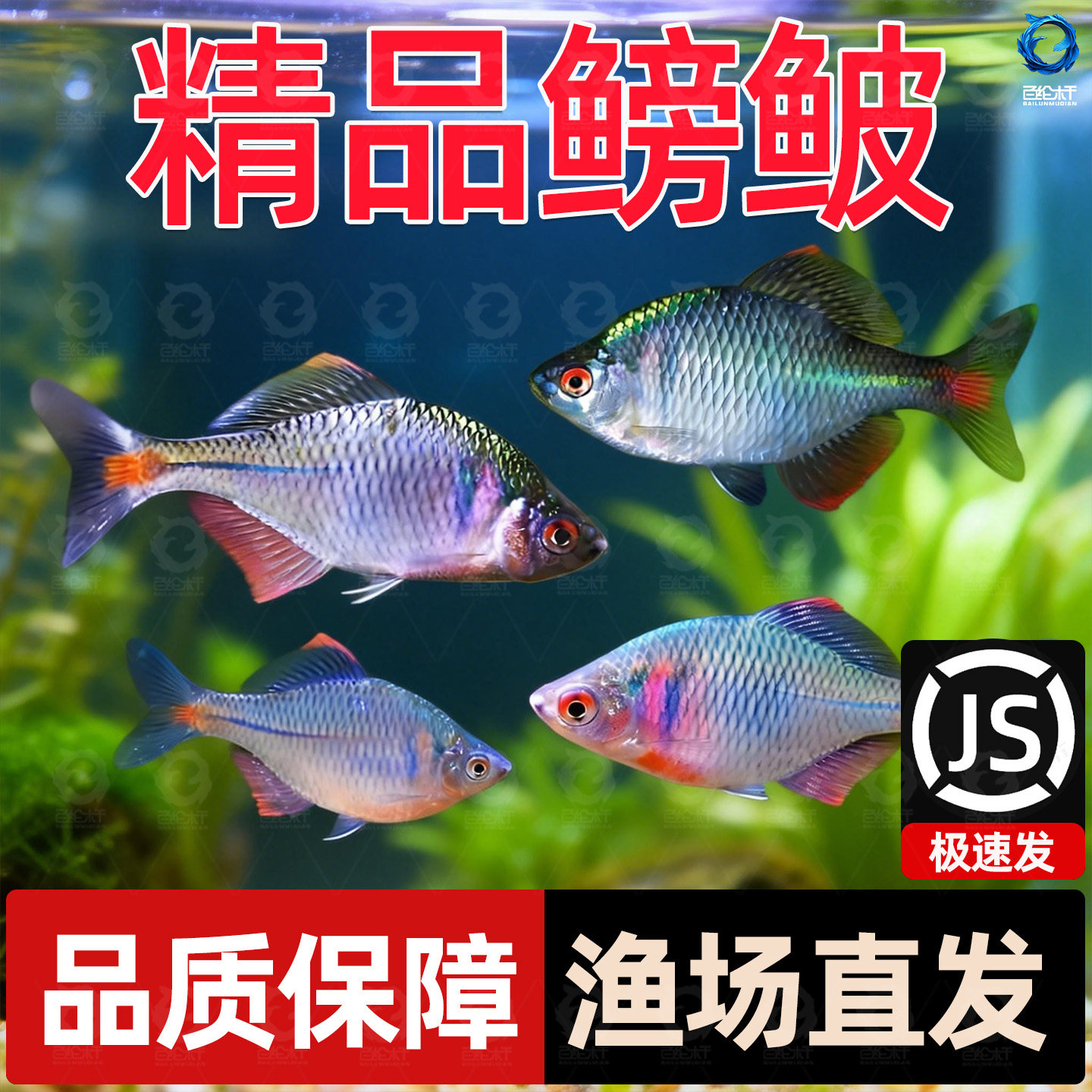 七彩鳑鲏原生旁皮鱼菜板鱼除丝藻鱼原生鱼新手鱼冷水鱼观赏鱼包邮,宠物/宠物食品及用品,鱼,淘宝优惠券,粉丝福利购,淘宝优惠卷