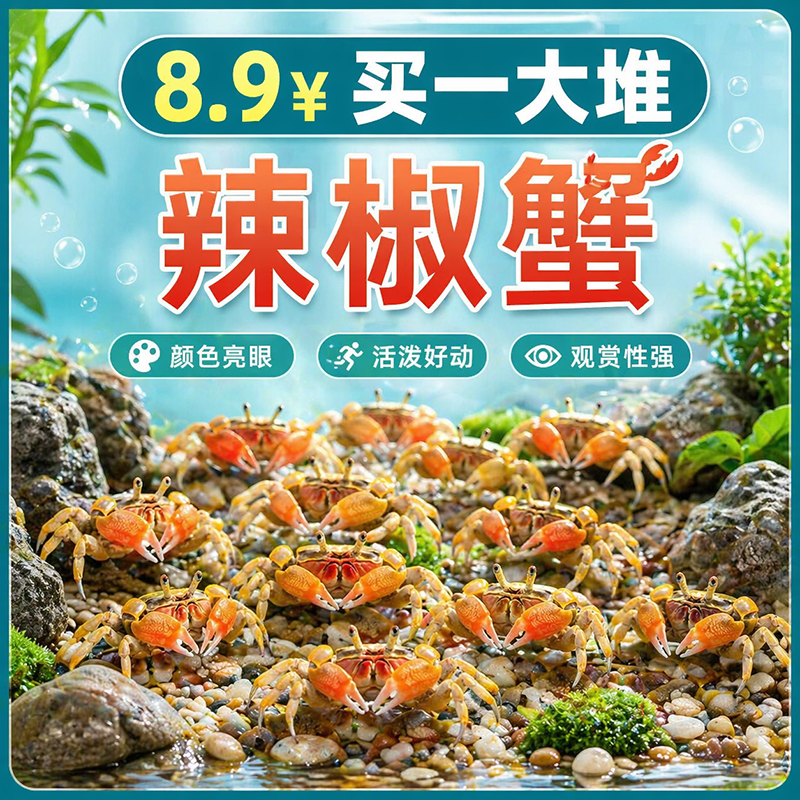 小螃蟹观赏蟹宠物螃蟹淡水鱼缸除藻爬宠吃粪便清洁工具深水辣椒蟹