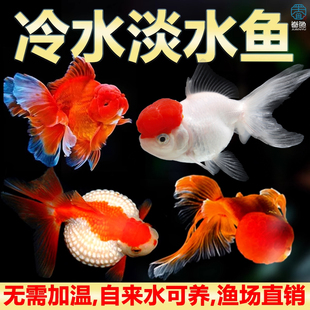 小金鱼活鱼观赏鱼冷水淡水红草鱼锦鲤鱼好养耐活鸿运当头国粹金鱼