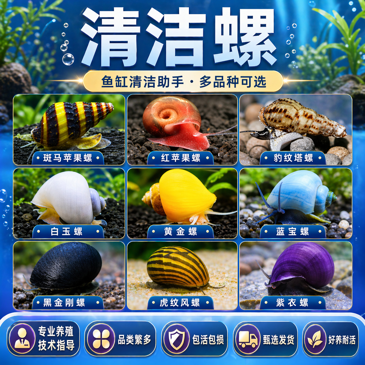 观赏螺苹果螺黑金刚彩蛋螺神秘黄金斑马洋葱清洁除藻工具螺活体螺