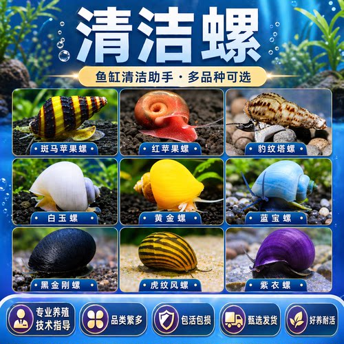 观赏螺苹果螺黑金刚彩蛋螺神秘黄金斑马洋葱清洁除藻工具螺活体螺
