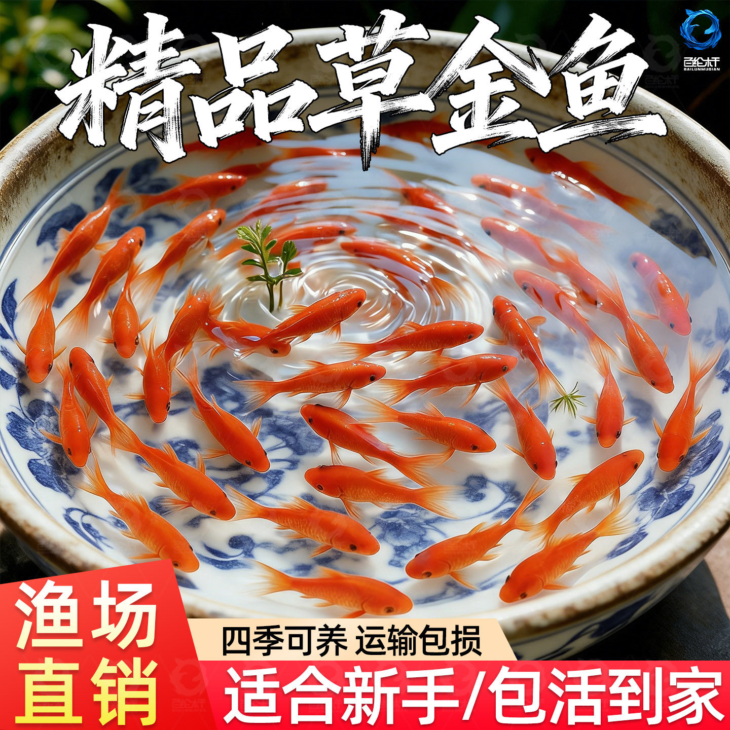 草金鱼活鱼锦鲤鱼苗观赏鱼淡水鱼冷水鱼小型耐活活体小金鱼红草金,宠物/宠物食品及用品,鱼,淘宝优惠券,粉丝福利购,淘宝优惠卷