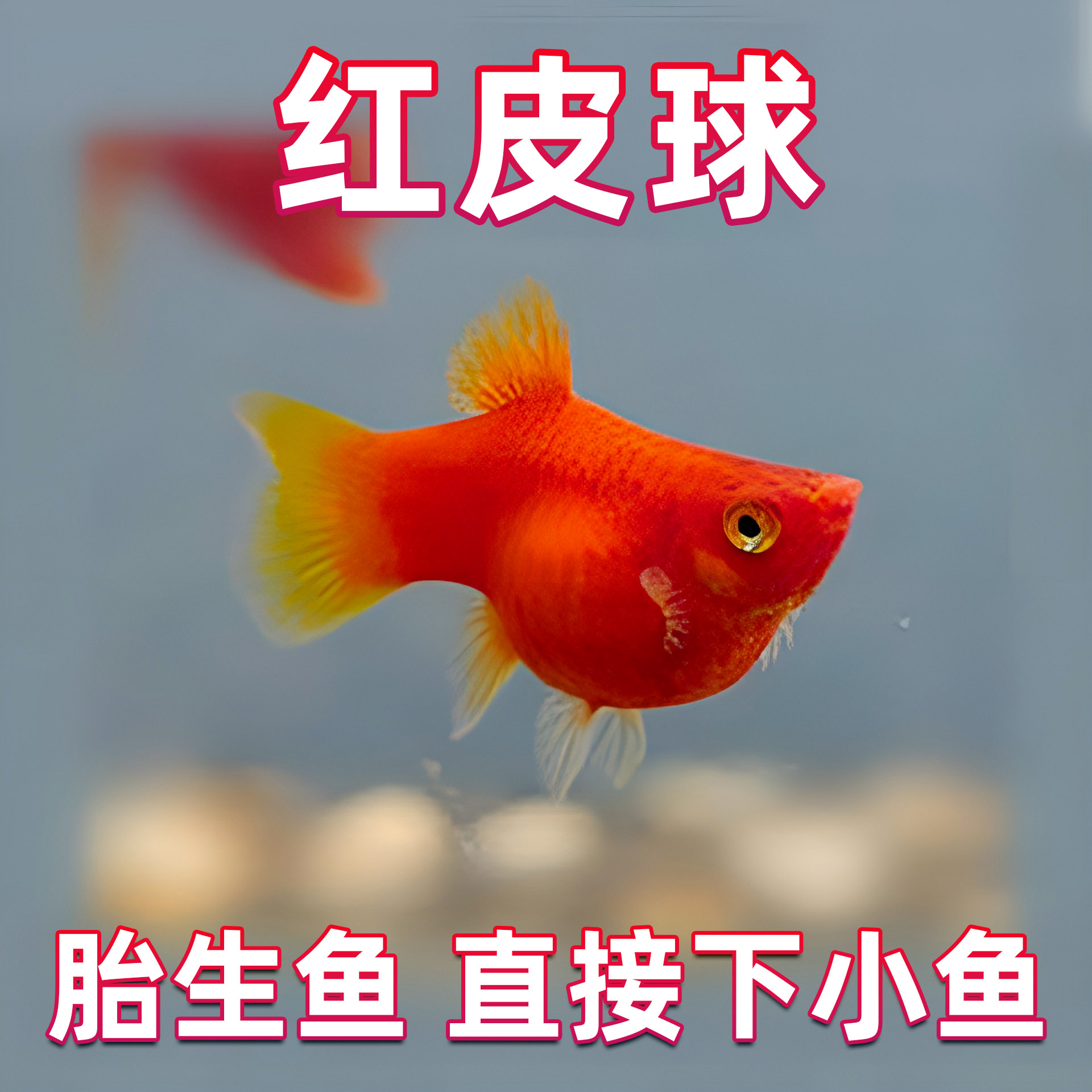 纯种红皮球红太阳球玛丽鱼小型观赏鱼鱼苗胎生鱼热带鱼新手好养鱼