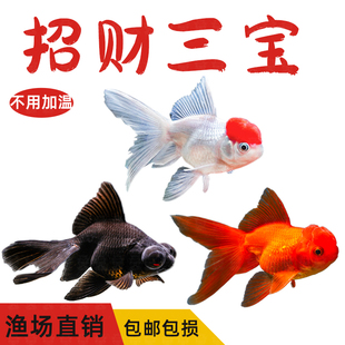 鸿运当头金鱼狮子头活体打氧观赏鱼冷水鱼鱼丹顶红不加温好养