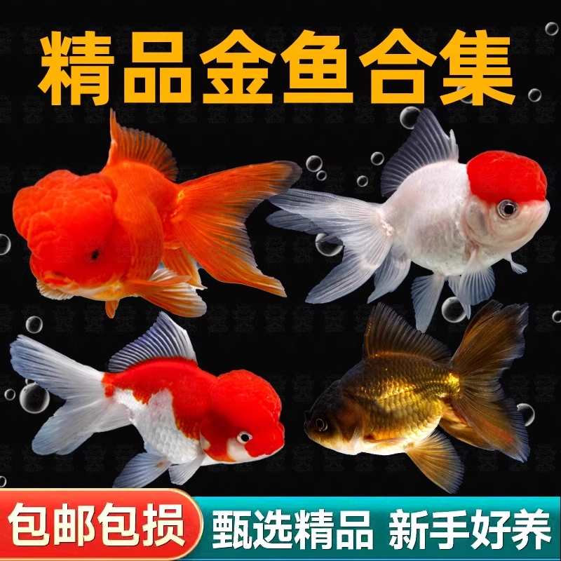 金鱼活鱼冬季冷水观赏鱼鸿运当头红国狮小鱼好养耐活小型淡水鱼苗