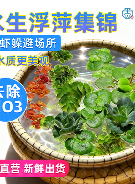 浮萍懒人水草活体水芙蓉圆心萍鱼缸池塘造景净化水质肚兜萍植物