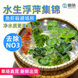 浮萍懒人水草活体水芙蓉圆心萍鱼缸池塘造景净化水质肚兜萍植物