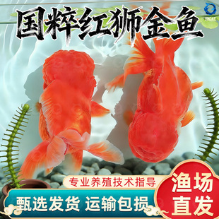 红狮金鱼国师鱼冷水鱼小金鱼活鱼淡水锦鲤观赏鱼好养耐活鱼不加温