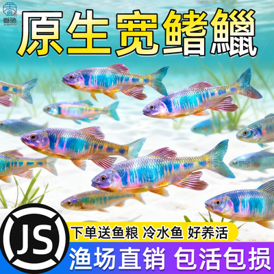 原生鱼冷水宽鳍鱲马口长鳍鱲鱼桃花鱼淡水观赏鱼吃粪便清洁工具鱼