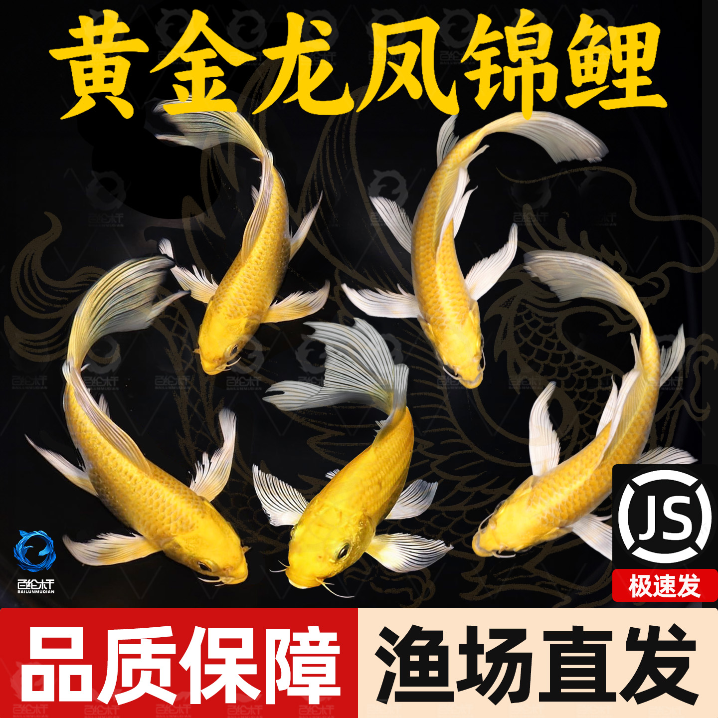 黄金龙凤锦鲤活鱼金鱼活鱼好养耐活冷水鱼鱼苗活体小金鱼观赏鱼