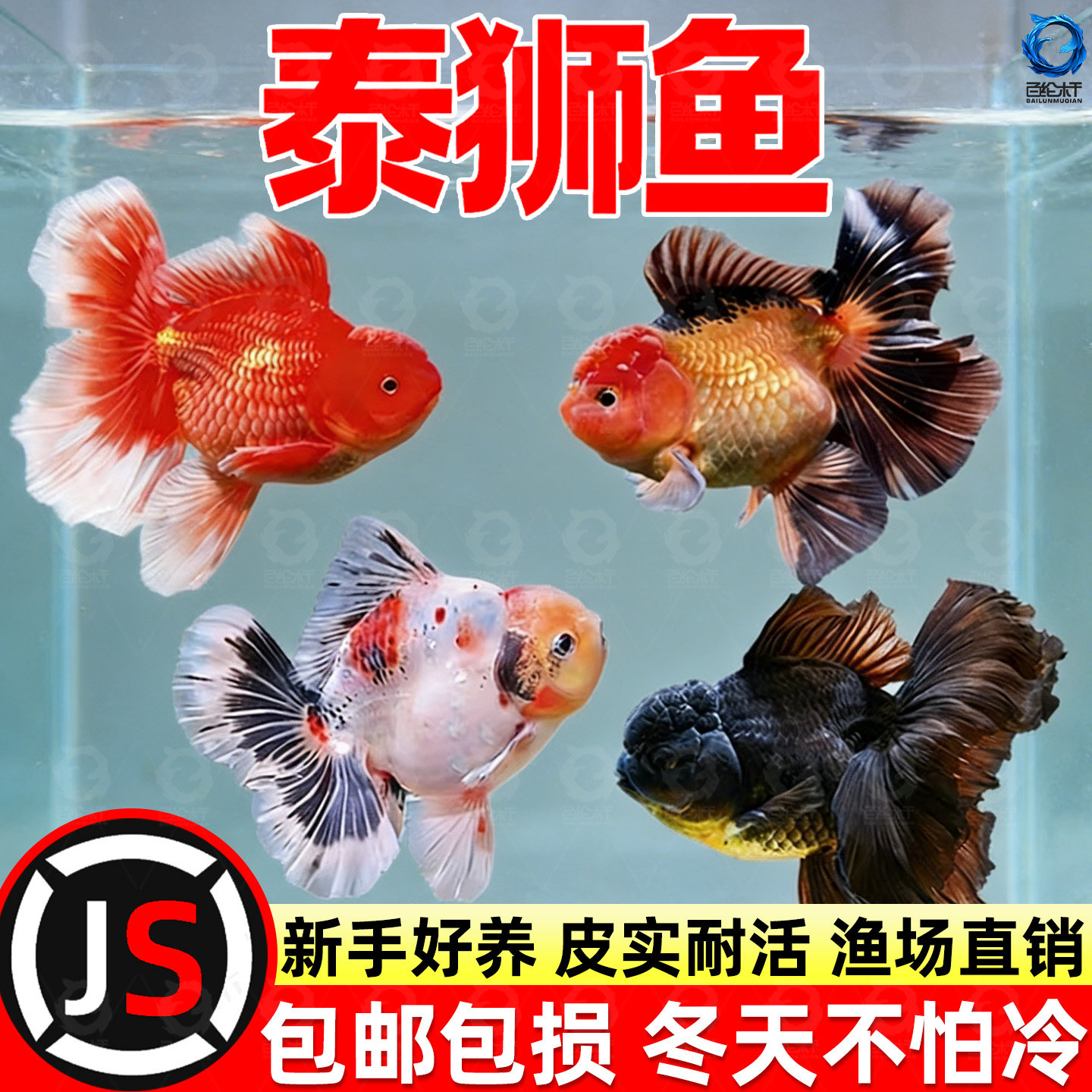 百褶泰狮金鱼活鱼淡水锦鲤招财红白菠萝国粹活体好养兰寿金鱼,宠物/宠物食品及用品,鱼,淘宝优惠券,粉丝福利购,淘宝优惠卷