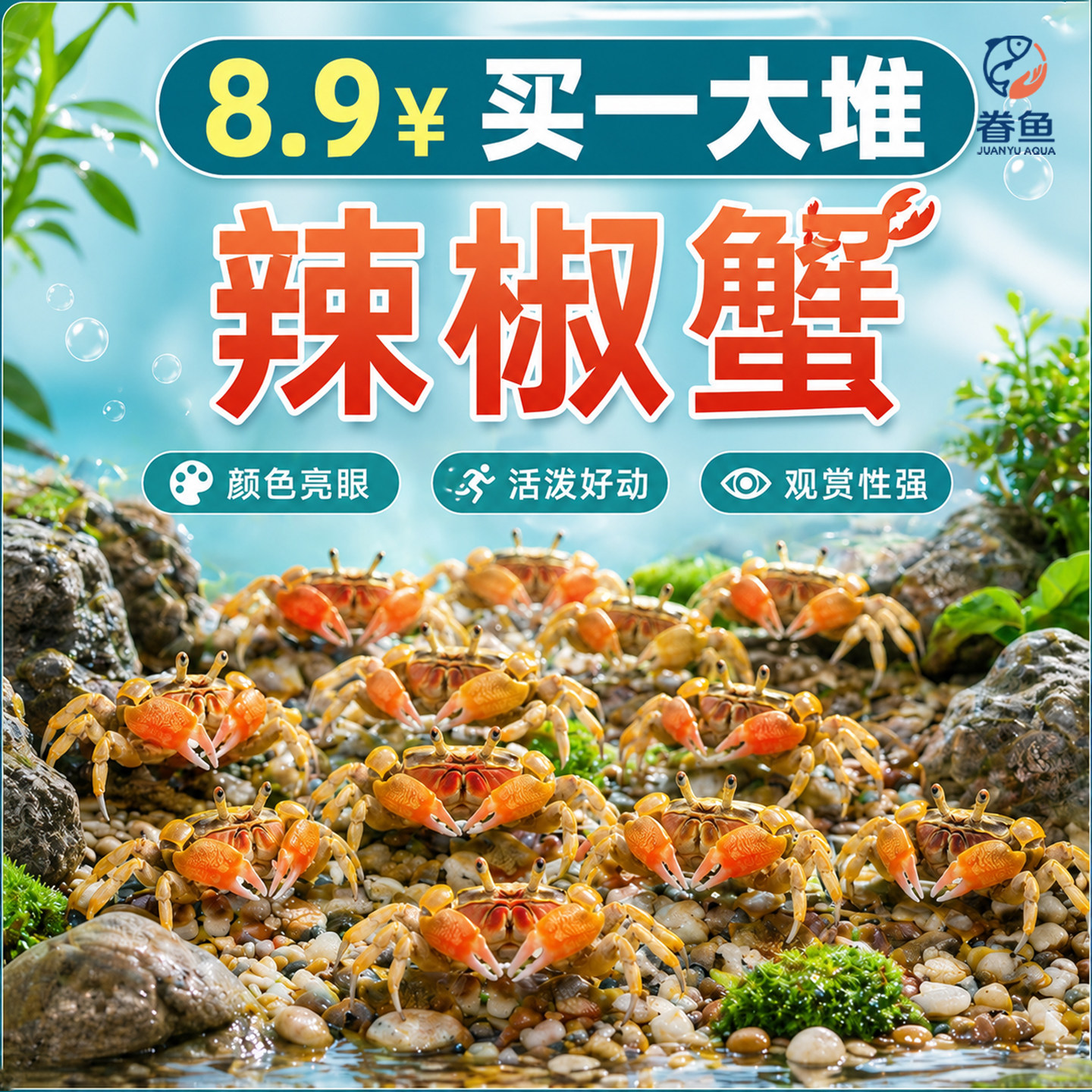 小螃蟹观赏蟹宠物螃蟹淡水爬宠鱼缸除藻吃粪便清洁工具深水辣椒蟹