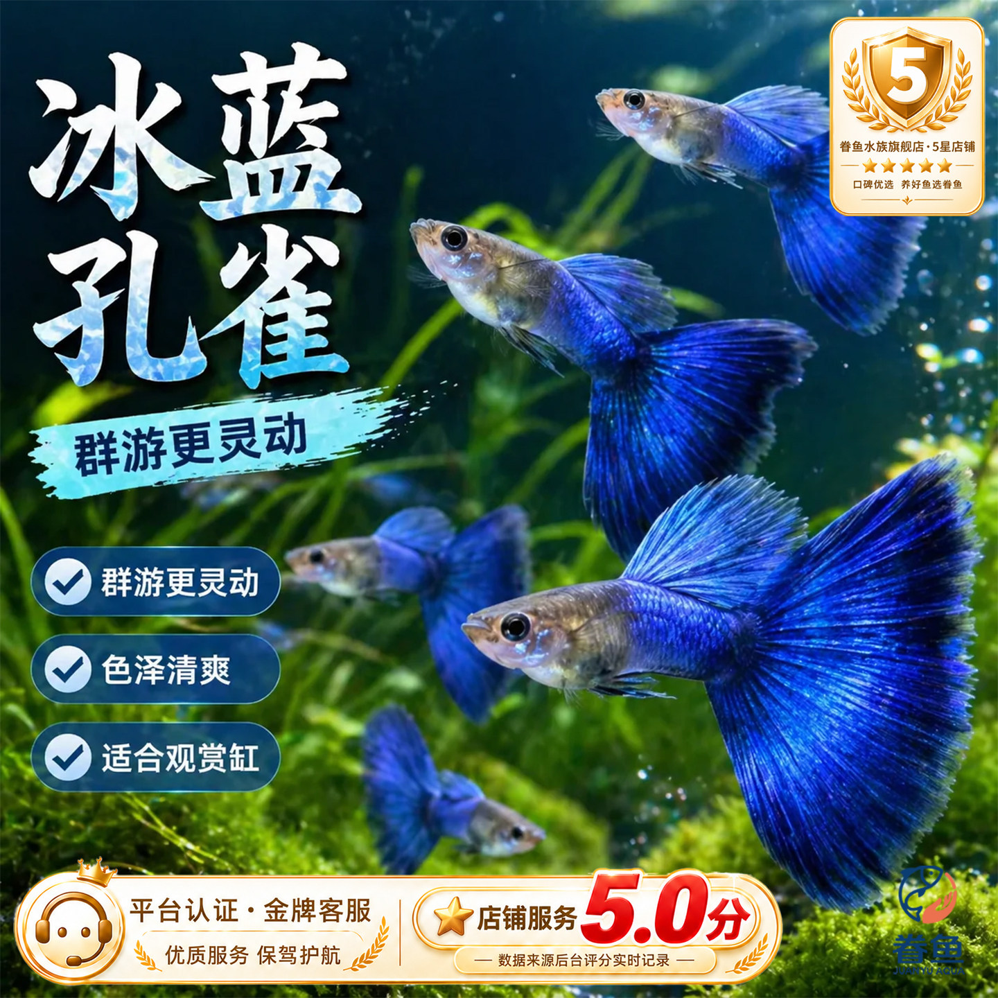 冰蓝孔雀鱼墨兰纯种孔雀鱼蓝礼服小型热带鱼鱼苗观赏鱼蓝尾胎生鱼