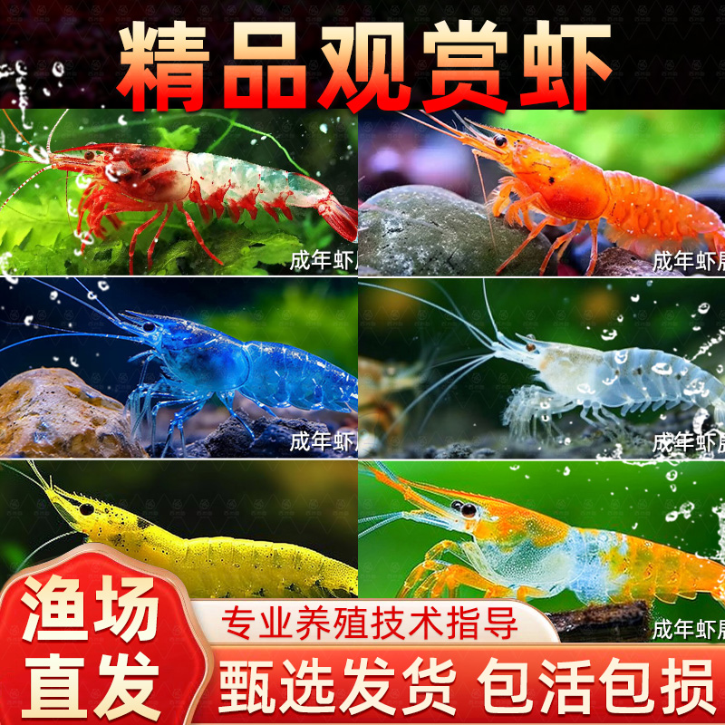 观赏虾活体宠物工具虾淡水除藻虾樱花虾极火虾黄金米虾水晶虾套餐