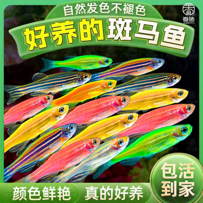 灯科鱼斑马鱼活体冷淡水新练手好养红绿宝莲灯小型热带观赏金鱼苗