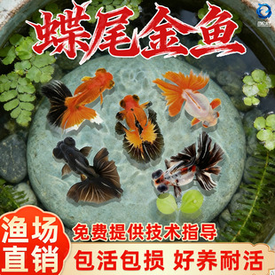 龙睛金鱼冷水观赏鱼大眼黑金鱼苗墨龙睛鱼好养耐活蝶尾金鱼活鱼