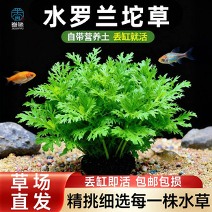 水罗兰大坨草缸造景水草场直发懒人阴性水草增氧中后景淡水培植物