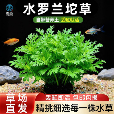 水罗兰大坨草缸造景水草场直发懒人阴性水草增氧中后景淡水培植物