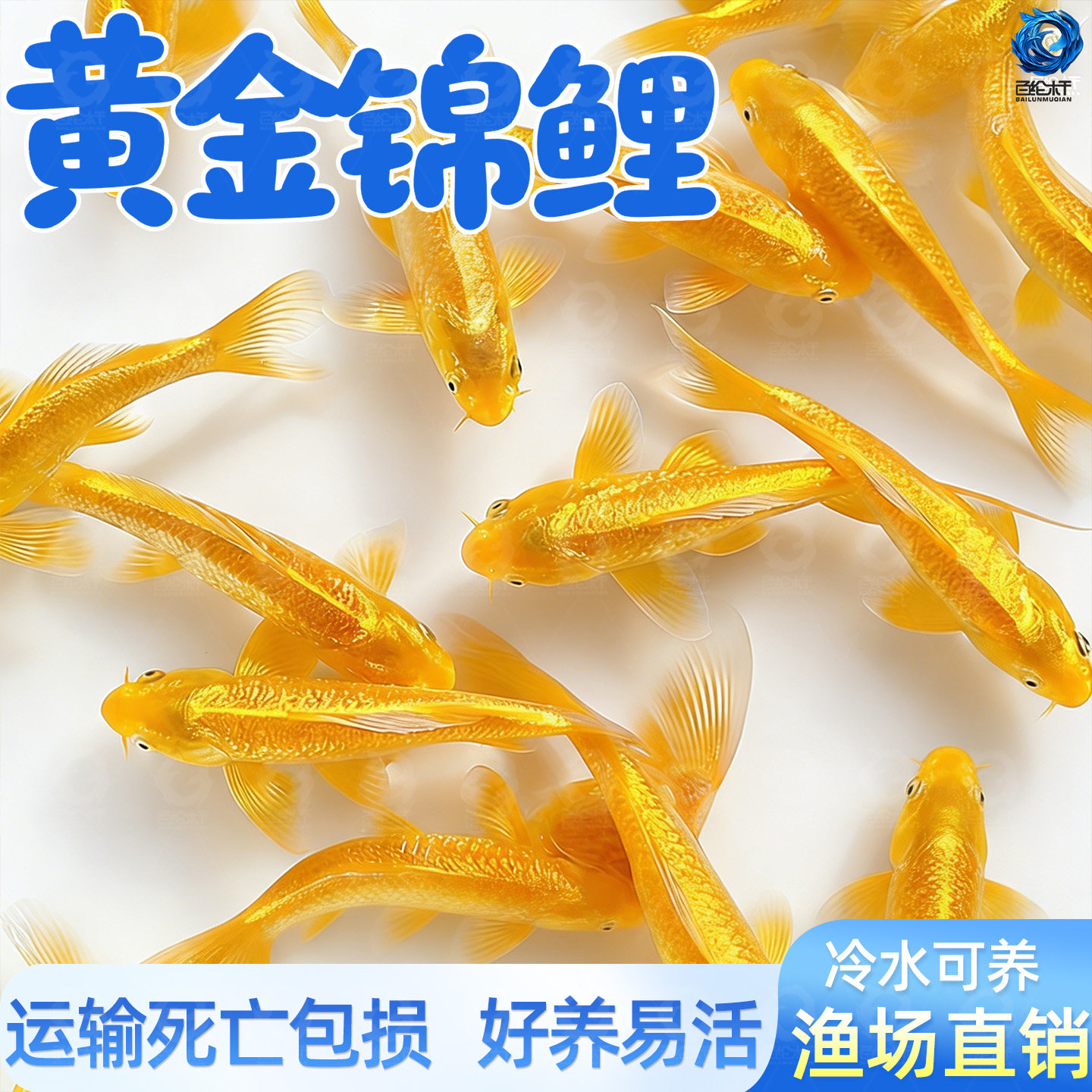 顺丰黄金锦鲤活鱼金鱼淡水鱼好养耐活冷水鱼黄金龙凤观赏鱼鱼苗,宠物/宠物食品及用品,鱼,淘宝优惠券,粉丝福利购,淘宝优惠卷