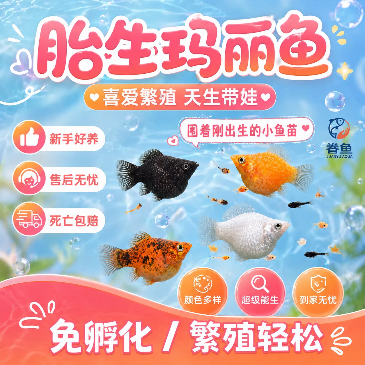 玛丽球鱼 怀孕后会大肚子的皮球鱼 热带鱼胎生鱼 新手好养宠物鱼