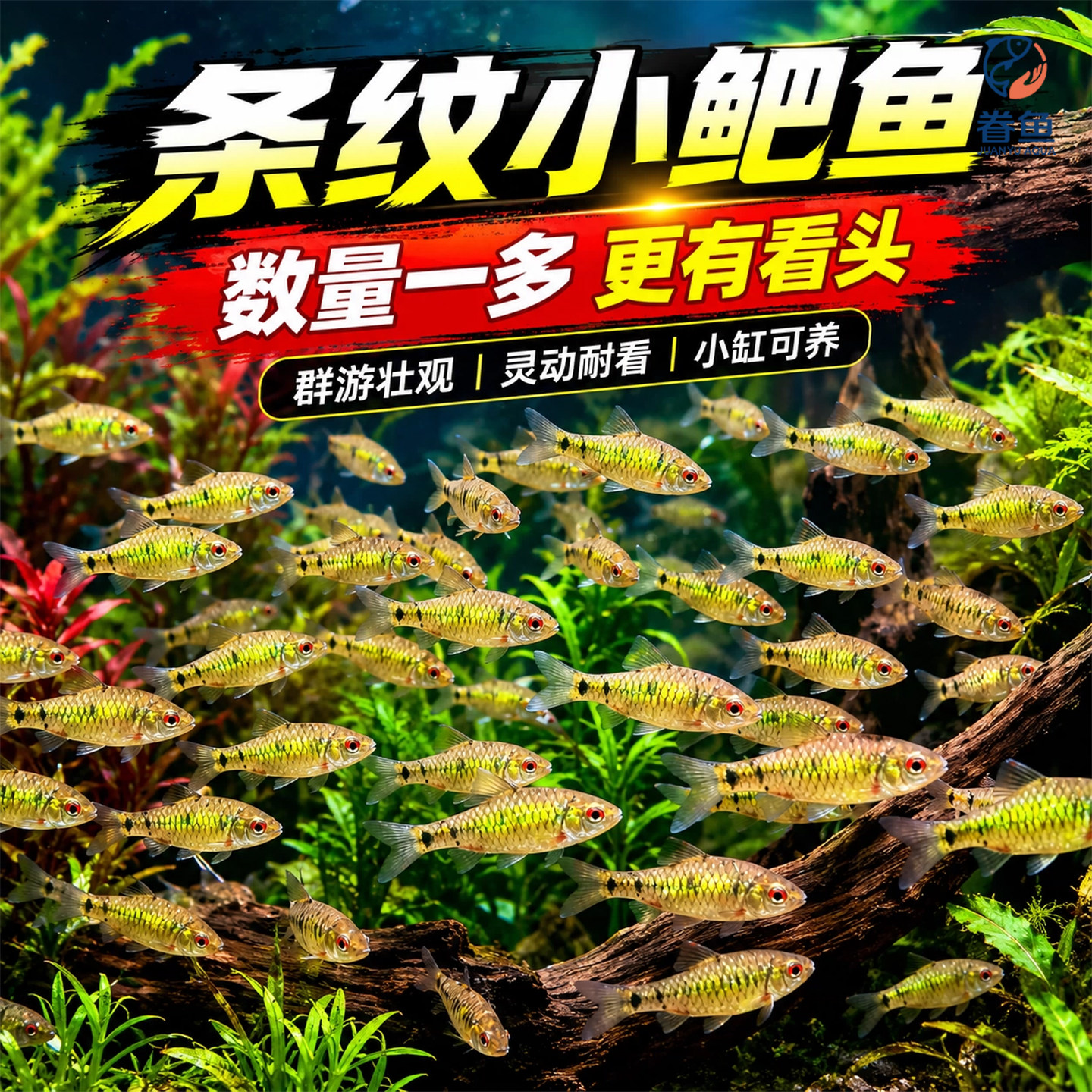原生鱼冷水鱼条纹小鲃鱼活体淡水小溪鱼二须鲃群游观赏好养耐活