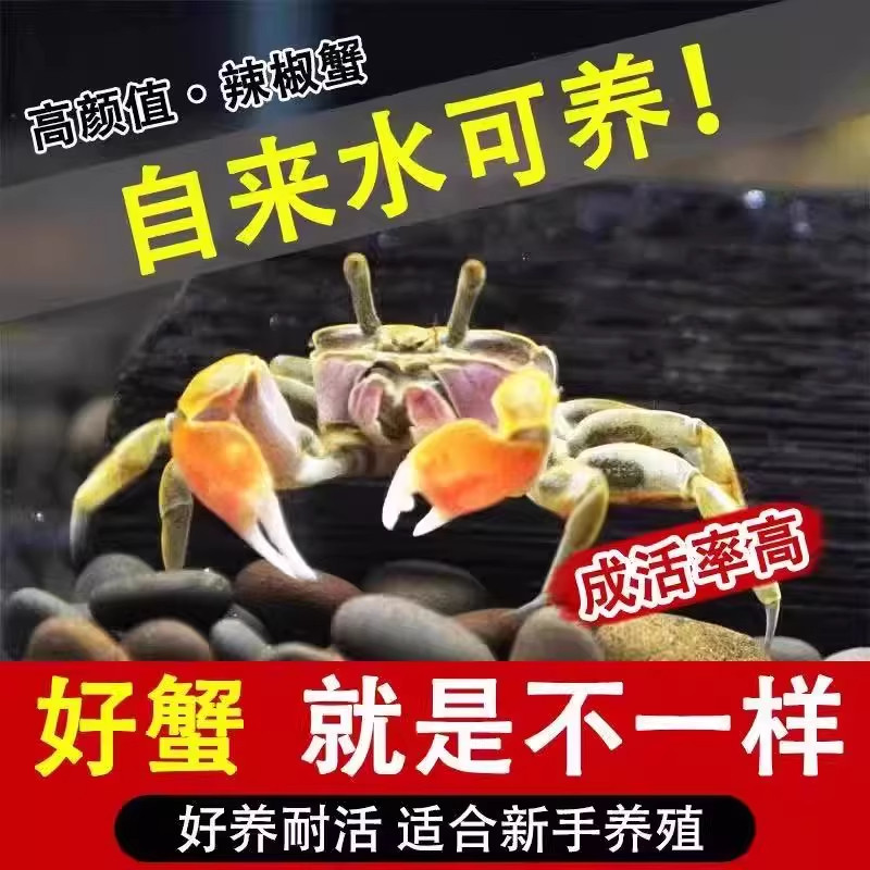 迷你辣椒蟹活体观赏蟹吃虫除藻淡水蟹鱼缸爬宠豆豆蟹宠物螃蟹