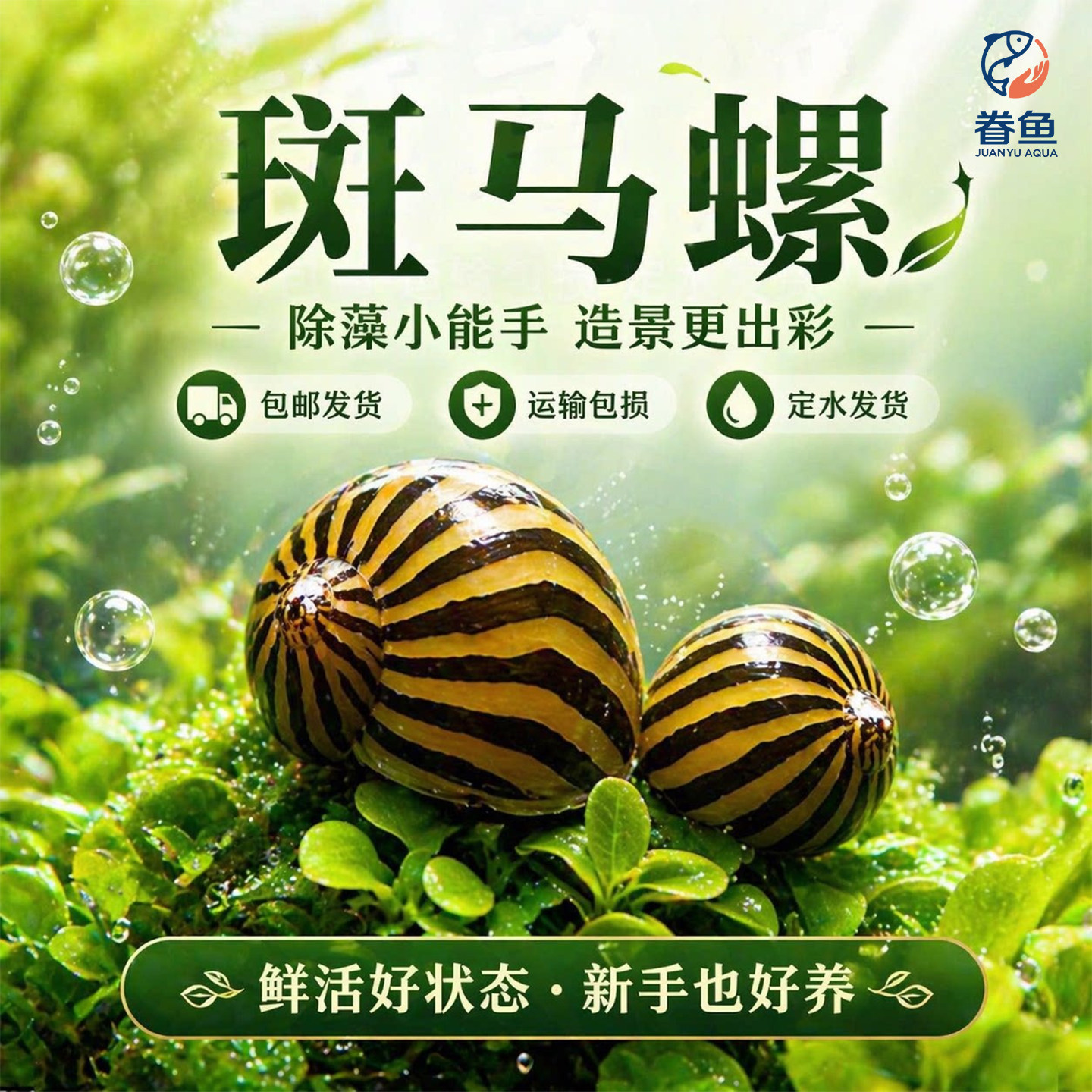 斑马螺除藻神器冷水清道夫鱼缸吃粪清洁工具螺观赏鱼淡水观赏螺
