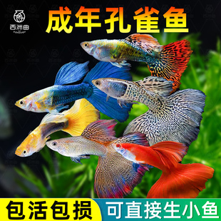 孔雀鱼活体鱼苗观赏鱼小鱼金鱼热带淡水好养耐活斑马鱼缸小型凤尾