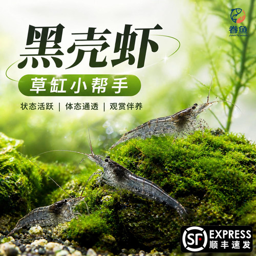 黑壳虾除藻草虾观赏虾工具清洁虾饲料虾活体水族箱鱼缸造景冷水虾