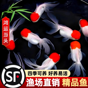 鹤顶红金鱼活鱼观赏鱼小型淡水冷水鱼苗自来水好养耐活鸿运当头鱼