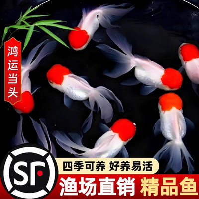 鹤顶红金鱼活鱼观赏鱼小型淡水冷水鱼苗自来水好养耐活鸿运当头鱼