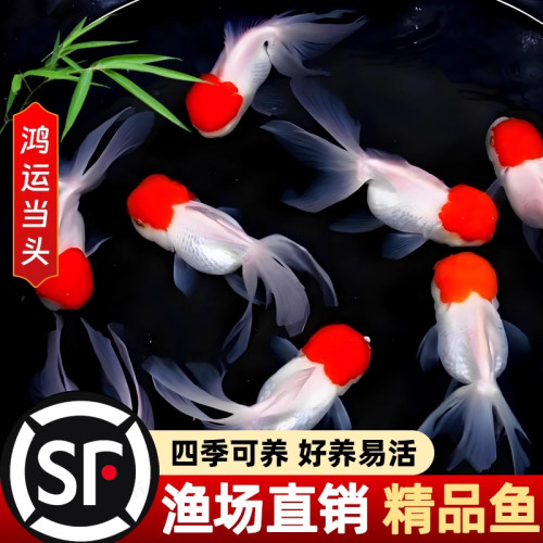 鹤顶红金鱼活鱼观赏鱼小型淡水冷水鱼苗自来水好养耐活鸿运当头鱼