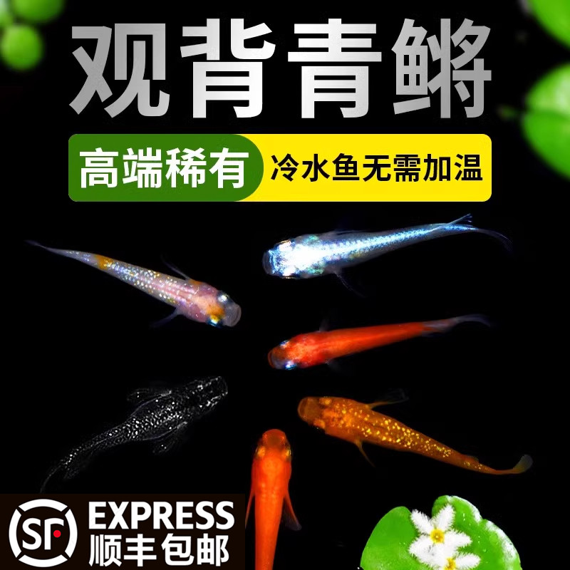 观背青鳉鱼淡水观赏鱼不换水冷水魔法鱼不打氧小型锦鲤迷你小鱼