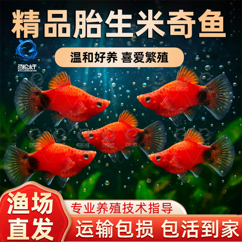 胎生鱼苗米奇鱼小鱼活观赏鱼热带鱼小型淡水好养孔雀鱼玛丽鱼