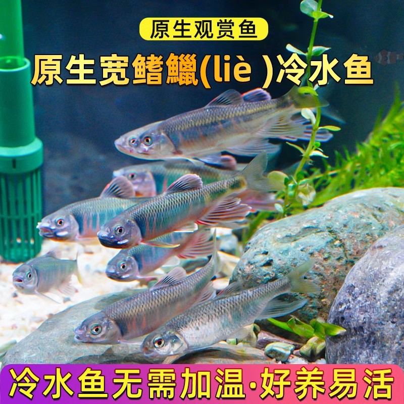 原生鱼冷水宽鳍鱲马口长鳍鱲鱼桃花鱼淡水观赏鱼吃粪便清洁工具鱼