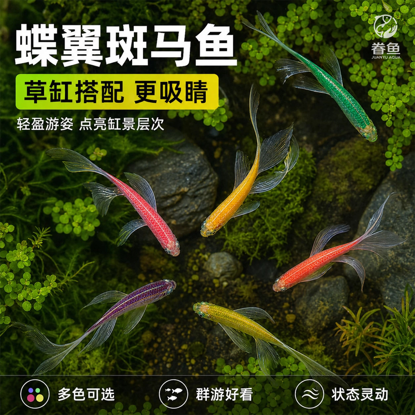 蝶翼斑马鱼长尾长鳍大帆翡翠绿观赏鱼龙凤冷水小型淡水好养小活鱼