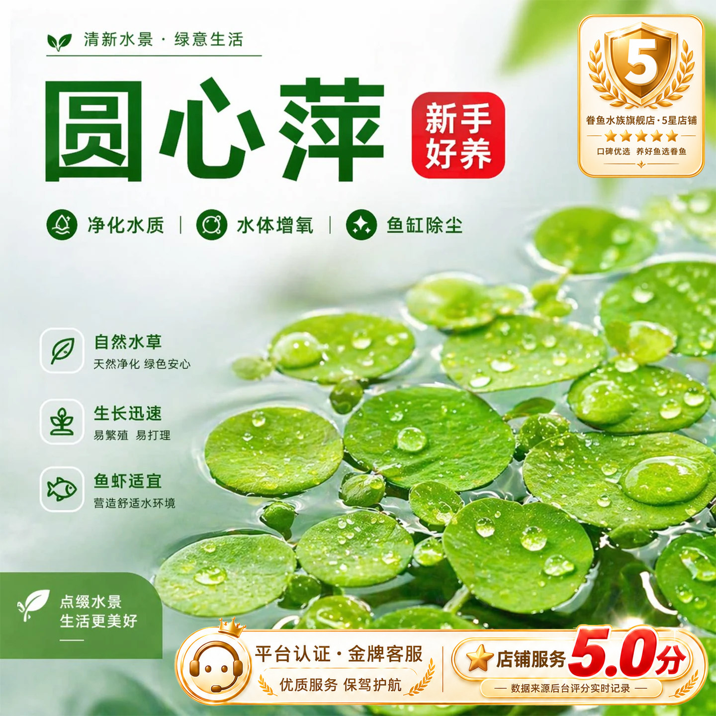 圆心萍浮萍水草鱼缸造景专用鱼池水生水培植物装饰摆件净水真草