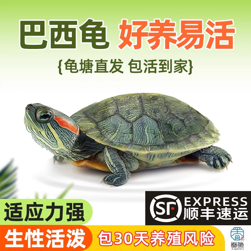 乌龟活物大巴西龟小长寿观赏宠物龟黄金巴西龟绿色情侣红耳龟