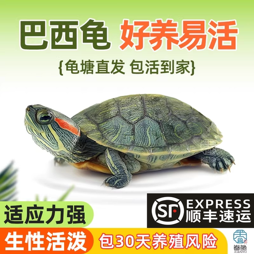 乌龟活物大巴西龟小长寿观赏宠物龟黄金巴西龟绿色情侣红耳龟