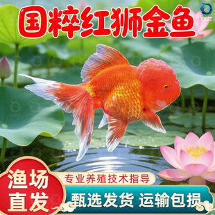 红狮金鱼国师鱼冷水鱼金鱼活鱼淡水锦鲤活体好养耐活不加温观赏鱼