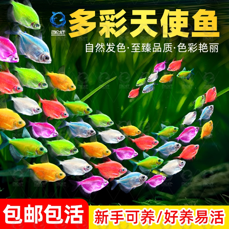 天使鱼观赏鱼大号淡水热带鱼小型鱼金鱼活鱼好养耐活七彩鱼神仙鱼