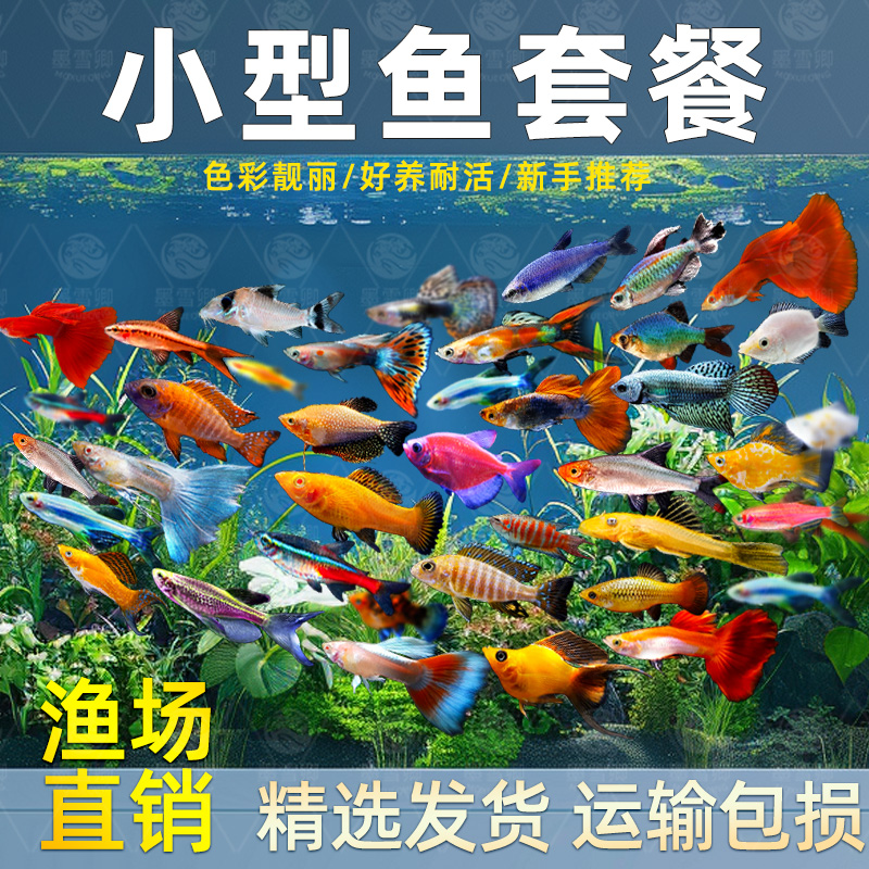热带观赏鱼好养红绿灯斑马鱼淡水金鱼苗神仙孔雀小型宝莲灯科小鱼