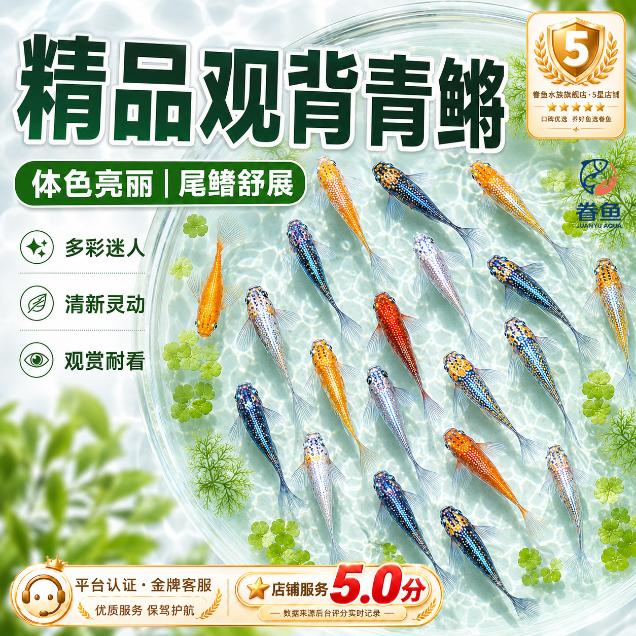 观背青鳉鱼淡水观赏鱼不换水冷水魔法鱼不打氧小型锦鲤迷你小鱼
