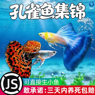 孔雀鱼观赏鱼活体金鱼热带小型淡水马凤尾鱼好养耐活易繁殖斑鱼苗